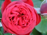 Роза чайно-гибридная РЕД ПИАНО